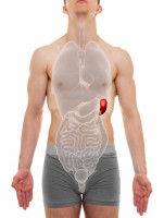 Ligging van de milt in het lichaam / Bron: Decade3d/Shutterstock.com