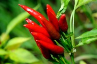 Rode peper is gezond! / Bron: Pmsjsj, Pixabay