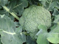 Broccoli is zeer gezond / Bron: Toubib, Wikimedia Commons (CC BY-SA-3.0)