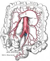 De arteria mesenteria inferior met vertakkingen. / Bron: Henry Vandyke Carter, Wikimedia Commons (Publiek domein)