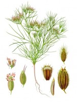 Komijn / Bron: Franz Eugen Köhler, Köhler's Medizinal-Pflanzen, Wikimedia Commons (Publiek domein)