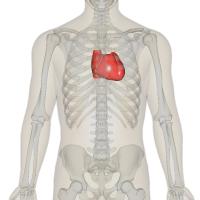 Ligging van het hart / Bron: BodyParts3DAnatomography, Wikimedia Commons (CC BY-SA-2.1)