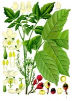 Guarana / Bron: Franz Eugen Köhler, Köhler's Medizinal-Pflanzen, Wikimedia Commons (Publiek domein)