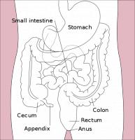Ligging van de appendix / Bron: Indolences / Medium69, Wikimedia Commons (Publiek domein)