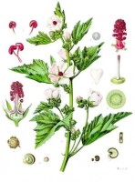 Echte heemst (althaea officinalis) / Bron: Franz Eugen Köhler, Köhler's Medizinal-Pflanzen, Wikimedia Commons (Publiek domein)