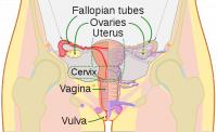 Locatie van de baarmoederhals of cervix / Bron: CDC, Mysid, Wikimedia Commons (Publiek domein)