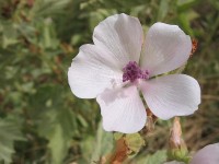 Heemst (Althaea officinalis) / Bron: Pablo Alberto Salguero Quiles, Wikimedia Commons (CC BY-SA-3.0)