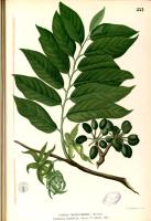 Botanische tekening van de Cananga odorata / Bron: Francisco Manuel Blanco (O.S.A.), Wikimedia Commons (Publiek domein)