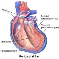Hartzakje met daarin het hart / Bron: Blausen Medical Communications, Inc., Wikimedia Commons (CC BY-3.0)
