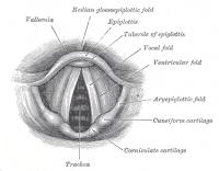Strotklepje of epiglottis / Bron: Henry Vandyke Carter, Wikimedia Commons (Publiek domein)