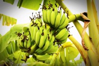 Bananentros aan bananenplant / Bron: Onbekend, Pexels