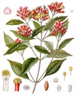 Kruidnagelboom / Bron: Franz Eugen Köhler, Köhler's Medizinal-Pflanzen, Wikimedia Commons (Publiek domein)