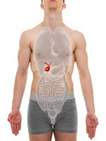 Witte poep kan wijzen op een probleem met de galblaas / Bron: Decade3d - anatomy online/Shutterstock.com