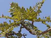 Boswellia serrata / Bron: Dinesh Valke from Thane, India, Wikimedia Commons (CC BY-SA-2.0)