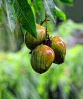 Mangofruit aan de boom / Bron: Syed Shiyaz Mirza, Wikimedia Commons (CC BY-SA-4.0)