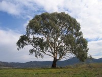 Eucalyptus rubida in Burra, New South Wales te Australië / Bron: Alexander110, Wikimedia Commons (Publiek domein)