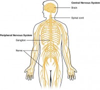 Perifeer zenuwstelsel en centraal zenuwstelsel / Bron: OpenStax, Wikimedia Commons (CC BY-4.0)
