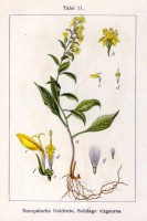 Botanische tekening van de guldenroede / Bron: Johann Georg Sturm (Painter: Jacob Sturm), Wikimedia Commons (Publiek domein)
