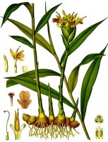 Gember (plaat uit 1896) / Bron: Franz Eugen Köhler, Köhler's Medizinal-Pflanzen, Wikimedia Commons (Publiek domein)