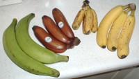 Bakbanaan, rode banaan, babybanaan, dessertbanaan / Bron: TimothyPilgrim, Wikimedia Commons (CC BY-SA-3.0)