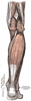 De spieren van het onderbeen met de achillespees ter hoogte van de hiel / Bron: Henry Vandyke Carter, Wikimedia Commons (Publiek domein)