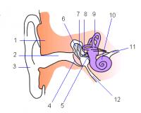 Anatomie van het menselijk oor<BR>
1. Schedel (rotsbeen)<BR>
Buitenoor: 2. gehoorgang, 3. oorschelp<BR>
Middenoor: 4. trommelvlies, 5. ovaal venster, 6. hamer, 7. aambeeld, 8. stijgbeugel, 12. buis van Eustachius<BR>
Binnenoor: 9. labyrint, 10. slakkenhuis, 11. gehoorzenuw / Bron: Iain, Wikimedia Commons (CC BY-SA-3.0)