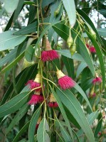 Eucalyptus leucoxylon var. 'Rosea' met bloemen en knoppen / Bron: Jean Tosti, Wikimedia Commons (CC BY-SA-3.0)