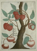 Lychee aan een boom in Michal Boym's Flora Sinensis (1657) / Bron: Michael Boym (Micha Piotr Boym), Wikimedia Commons (Publiek domein)