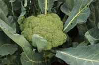 Close-up van een broccoli / Bron: Alabama Extension, Wikimedia Commons (CC0)