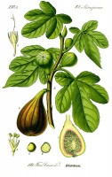 Vijgenboom, zaden en vruchten / Bron: Kilom691, Wikimedia Commons (CC BY-SA-3.0)