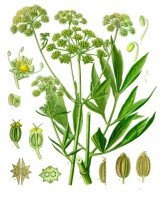 Lavas / Bron: Franz Eugen Köhler, Köhler's Medizinal-Pflanzen, Wikimedia Commons (Publiek domein)