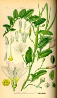 Botanische illustratie van de akkerwinde / Bron: Publiek domein, Wikimedia Commons (PD)
