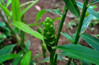 Gemberplant met wortel / Bron: Venkatx5, Wikimedia Commons (CC BY-SA-3.0)