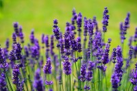 Lavendel / Bron: Hans, Pixabay