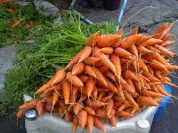 Je moet gedurende een drietal weken flink wat wortels eten om een oranje tot gele huid te krijgen / Bron: Thamizhpparithi Maari, Wikimedia Commons (CC BY-SA-3.0)