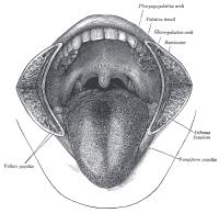 De uvula ofwel de huig en omliggende gebieden in de mond-keelholte / Bron: Henry Vandyke Carter, Wikimedia Commons (Publiek domein)