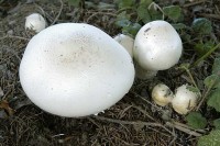 Giftige paddenstoelen / Bron: James K. Lindsey, Wikimedia Commons (CC BY-SA-3.0)