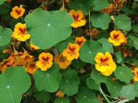 Bloemen, bladeren en zaden van de Oost-Indische kers zijn eetbaar / Bron: Mary Hutchison, Wikimedia Commons (CC0)