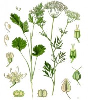 Delen van anijsplant / Bron: Franz Eugen Köhler, Köhler's Medizinal-Pflanzen, Wikimedia Commons (Publiek domein)