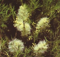 Melaleuca Alternifolia / Bron: Csubbra, Wikimedia Commons (CC BY-SA-3.0)