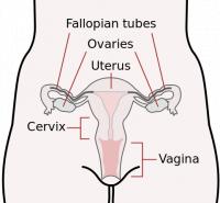 <I>Figuur 1: de vrouwelijke geslachtsorganen (Fallopian tube = eileider)</I>  / Bron: CDC, Mysid, Wikimedia Commons (Publiek domein)