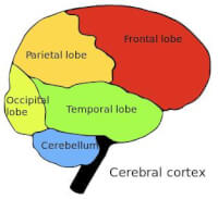 <I>De pariëtale cortex (parietal lobe). Bij neglect is er gewoonlijk schade in het onderste deel van dit hersengebied, in de rechter hersenhelft.</I> / Bron: Washington irving, Wikimedia Commons (Publiek domein)