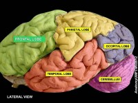 <I>De frontale hersenkwab integreert de informatie die afkomstig is uit andere hersengebieden, en brengt zo het bewustzijn, ofwel de persoonlijkheid, tot stand</I> / Bron: Anatomist90, Wikimedia Commons (CC BY-SA-3.0)