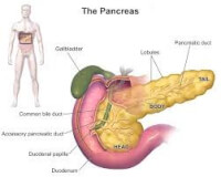 De alvleesklier, oftewel de pancreas, een belangrijk orgaan in het menselijk lichaam. / Bron: Blausen.com staff, Wikimedia Commons (CC BY-3.0)