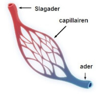 Een normaal capilairbed: via de ader gaat het bloed terug naar het hart.  / Bron: CERT (bewerkt), Wikimedia Commons (Publiek domein)