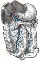 De leverpoortader is in het blauw aangegeven en vervoert bloed naar de lever. / Bron: Wikipedia, Wikimedia Commons (Publiek domein)