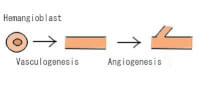 Het verschil tussen vasculogenese en angiogenese. Uit een voorlopercel (hemangioblast) zal in de embryonalefase een bloedvat vormen. Via angiogenese (kiemende in dit geval) zal het bloedvat uitlopers krijgen en zullen er nieuwe bloedvaten gevormd worden.  / Bron: Puttinpurin1108, Wikimedia Commons (Publiek domein)