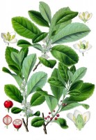 Yerba mate / Bron: Franz Eugen Köhler, Köhler's Medizinal-Pflanzen, Wikimedia Commons (Publiek domein)