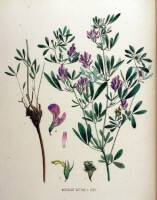 Botanische tekening alfalfa uit 1881 / Bron: Janus (Jan) Kops, Wikimedia Commons (Publiek domein)