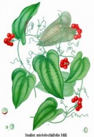 Botanische tekening sarsaparilla / Bron: Köhler's Medizinal Pflanzen, Wikimedia Commons (Publiek domein)